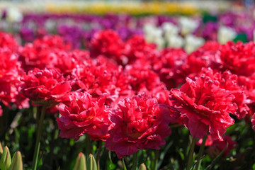 Closeup of pink tulips flowers with green leaves in the park outdoor.