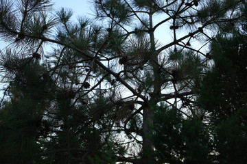 Obraz premium spruce branch, conifer in the forest against the sky, close-up