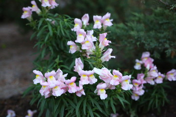  pink snapdragon flowers blooms in summer on flower beds, close-up