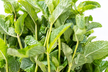 Garden mint