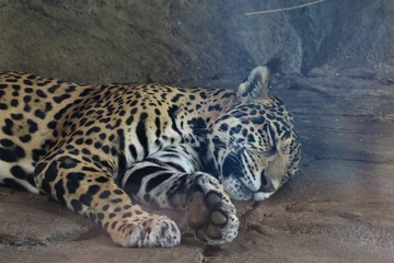 Fototapeta na wymiar leopard in the zoo