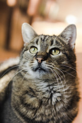Portrait of cat with green eyes