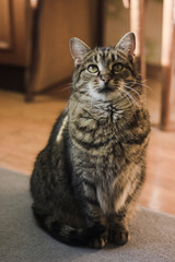 Portrait of cat with green eyes