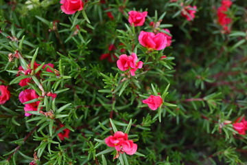 Obraz premium red flowers blooms in summer in the flower beds, close-up