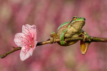 frog on a leaf