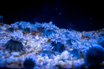Fototapeta na wymiar Floating jellyfish in an aquarium with breathtaking colors