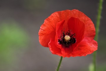 red poppy