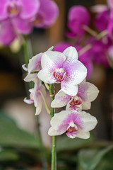 Fototapeta na wymiar Close up beautiful purple Phalaenopsis orchids or moth orchid background.
