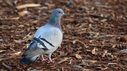 pigeon on grass