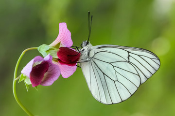 butterfly on flower