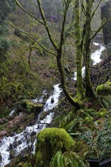 waterfall in the forest