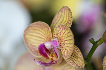 Close up beautiful purple Phalaenopsis orchids or moth orchid background.