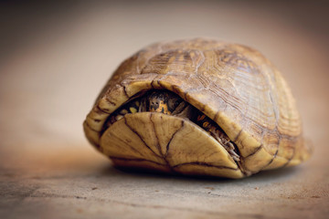 A close up photo of a box turtle looking out of the shell