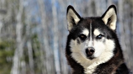 Obraz premium portrait of siberian husky
