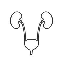 kidneys vector icon simple element illustration can be use for mobile and web eps10 - 326121340