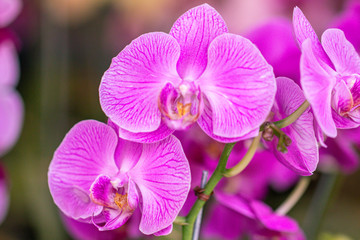 Naklejka na ściany i meble Close up beautiful purple Phalaenopsis orchids or moth orchid background.