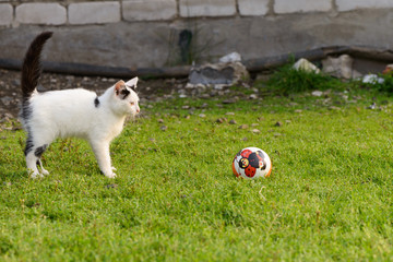 Black and white kitten on a green lawn plays with a ball