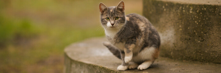 Maneki Neko grey kitten sitting on the steps in the yard on a cloudy day