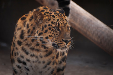 portrait of leopard