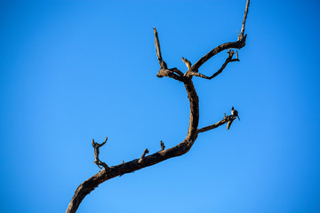 Dry branch and a bird