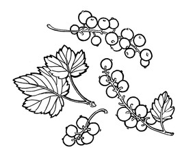Red currant hand drawn illustration. Garden berry black and white sketch. Aromatic ripe summer dessert. Juicy Ribes nigrum freehand pen branch. Design element for label, poster, print