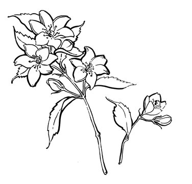 Large White Jasmine - Gift Flower symbol of love