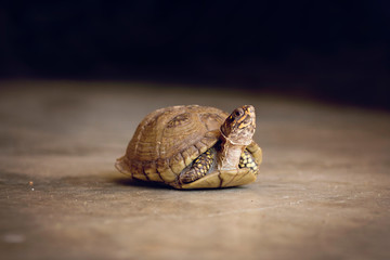 A box turtle with his neck lifting up and on pavement 