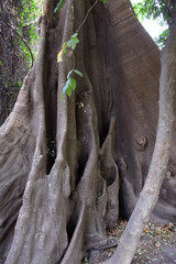 Kapok tree (Fromager, Ceiba pentandra var. guineensis) - buttress roots- 