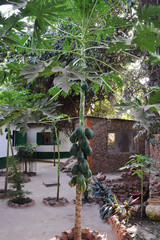 Mountain papaya (Vasconcellea / Carica pubescens) - Banjul, Gambia