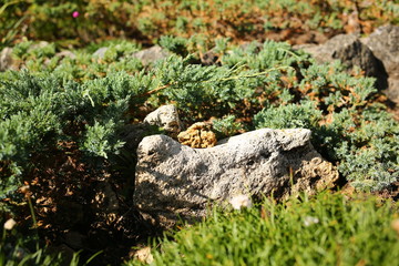  green branches of low cypress on a bed of gray stone, landscaping in summer