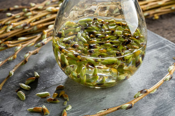 Preparation of a gemmotherapeutic tincture from fresh white willow buds © Madeleine Steinbach