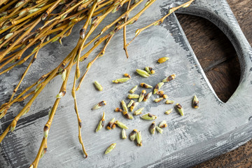 Obraz premium Willow buds - ingredients to prepare a gemmotherapeutic tincture