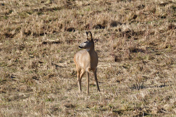 Roe deer watching on the meadow in the winter  