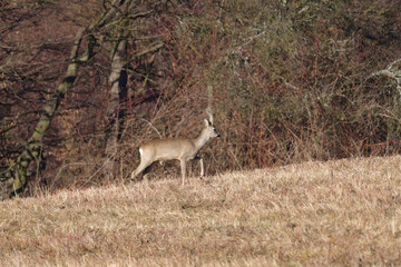 Roe deer watching on the meadow in the winter  