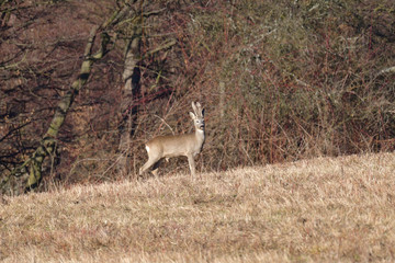 Roe deer watching on the meadow in the winter  