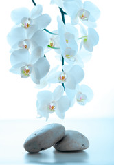 Spa stones and white orchid flowers isolated .Wellness background.