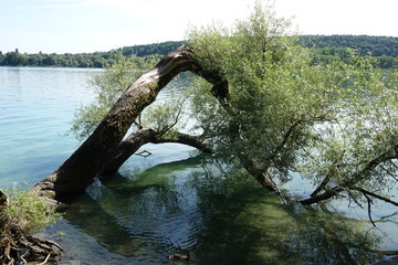 Fototapeta na wymiar Ufer der Mainau im Bodensee