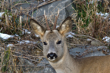 Portrait of roedeer head with antler in winter snow
