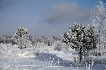 forest outskirts  in hoarfrost