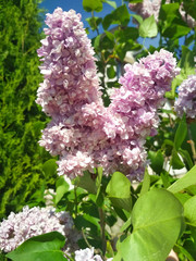 Fototapeta premium beautiful purple lilac bush blooming in the garden in May day