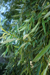  green willow branch with leaves on nature in summer