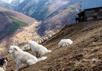 Shepherd dog on break