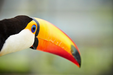 Toco toucan at bird garden