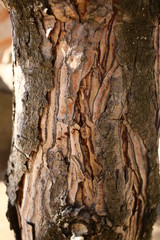  brown tree bark, natural wood, close-up