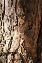  brown tree bark, natural wood, close-up