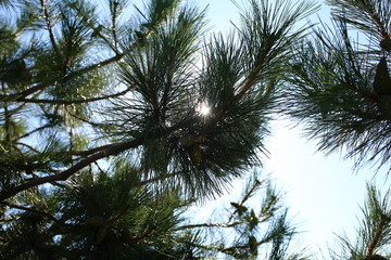 Obraz premium green spruce conifer with sharp needles and cones against the blue sky, close-up