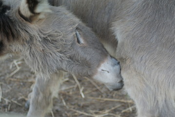 Fototapeta premium Donkey