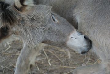 Fototapeta premium Donkey