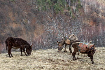 Donkey in the mountains of Romania
