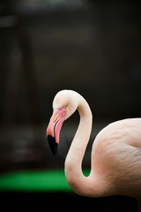 Fototapeta premium pink flamingo isolated on white background